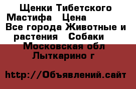 Щенки Тибетского Мастифа › Цена ­ 90 000 - Все города Животные и растения » Собаки   . Московская обл.,Лыткарино г.